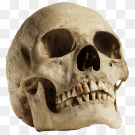 Free Png Download Human Skull Looking Up Png Images - Human Skull Png Transparent, Png Download - transparent skull png