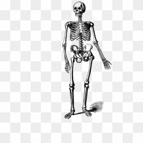 Skeleton Vintage Drawing - Skeleton Png Transparent, Png Download - light streak png