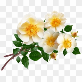 Evergreen Rose, HD Png Download - rose bunch png