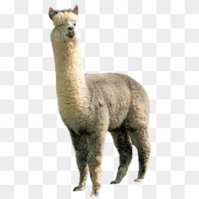 Thumb Image - Llama Transparent Background, HD Png Download - alpaca png