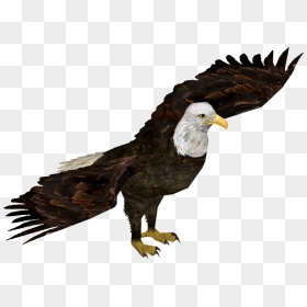 Bald Eagle Head - Wedge Tailed Eagle Png, Transparent Png - eagle head png