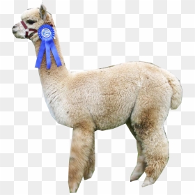 “ Alpaca ” - Arabian Camel, HD Png Download - alpaca png