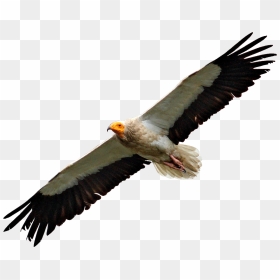 Egyptian Vulture Flying - Vultures Png, Transparent Png - vulture png