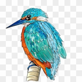 Kingfisher Png Transparent Picture - Animal Kin Oracle, Png Download - kingfisher logo png