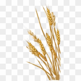 Wheat - Wheat Clipart Transparent Background, HD Png Download - png format images for background