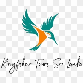 Kingfisher Tours Srilanka - Kingfisher Tours Sri Lanka, HD Png Download - kingfisher logo png