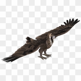 Eagle , Png Download - Vulture With No Background, Transparent Png - vulture png