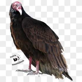 Turkey Bird Png High-quality Image - Turkey Vulture Transparent Background, Png Download - vulture png