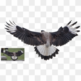 Vulture Png By Lumpi69 Pluspn - Vulture Png, Transparent Png - vulture png