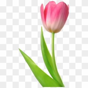 Tulip Png, Transparent Png - tulip png