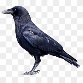 Crow Png Clipart - Transparent Background Crow Clipart, Png Download - ravan png