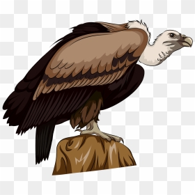 Long Billed Indian Vulture Clipart - Vulture Clipart, HD Png Download - vulture png