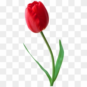 Tulip Png Image - Red Tulip Flower Png, Transparent Png - tulip png