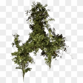 Vegeation Png, Transparent Png - vegetation png