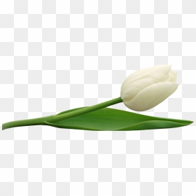 Tulip Png Image - Transparent White Tulip Png, Png Download - tulip png