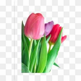 Download Tulip Png Clipart - Tulip Flower Information In English, Transparent Png - tulip png