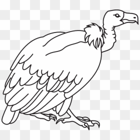 Transparent The Vulture Png - Outline Vulture Clipart Black And White, Png Download - vulture png