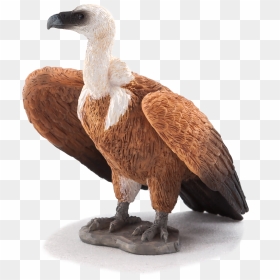 Griffon Vulture , Png Download - اسباب بازی کرکس, Transparent Png - vulture png