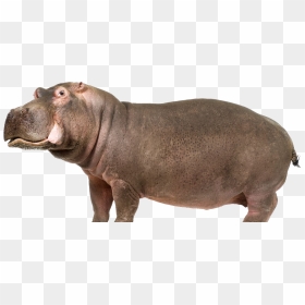 Hippo Png, Transparent Png - hippo png
