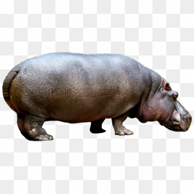 Hippo Png Image Transparent Background - Hippo Transparent Png, Png Download - hippo png