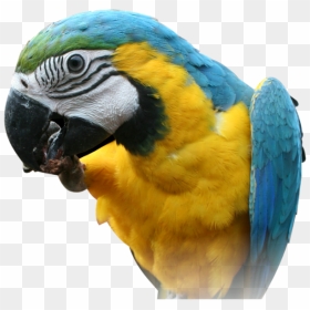 Bird Head Png - Australian Parrot Png, Transparent Png - eagle head png