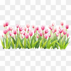 Tulip Png Pic , Png Download, Transparent Png - tulip png