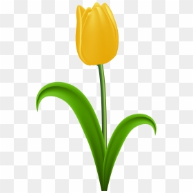 Clipart Yellow Tulips - Yellow Tulip Png, Transparent Png - tulip png