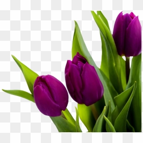 Tulip Png Image - Tulip Png Hd, Transparent Png - tulip png