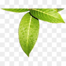 Leaves Vegetation , Png Download - Hojas Verdes Png, Transparent Png - vegetation png
