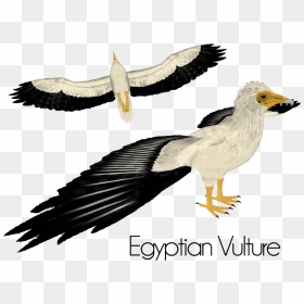 Egyptian Vulture , Png Download - Vulture Zt2, Transparent Png - vulture png