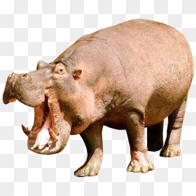 Hippo Png Image Background - Hippo Png, Transparent Png - hippo png