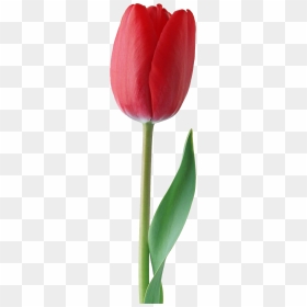 Red Tulip Png, Transparent Png - tulip png