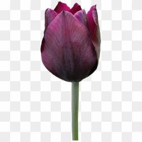 Tulip Png Free Download - Free Tulip, Transparent Png - tulip png