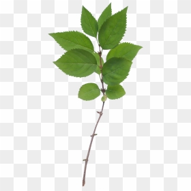 Vegetation Tree Branch 17 - Leaves With Branch Texture, HD Png Download - vegetation png