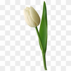 White Tulip No Background, HD Png Download - tulip png