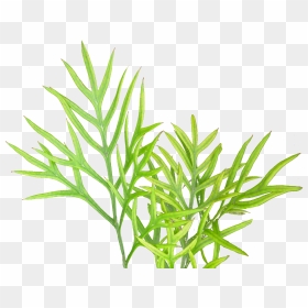 Vegetation Textures Plant Png - Illustration, Transparent Png - vegetation png