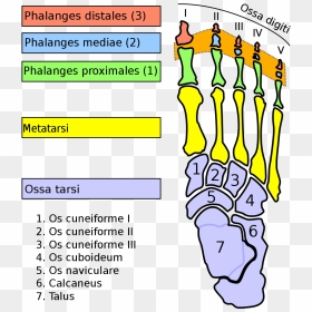 Metatarsophalangeal Joint, HD Png Download - foot png