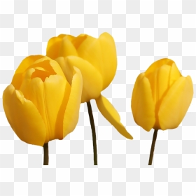 Thumb Image - Yellow Tulip Png, Transparent Png - tulip png
