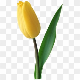 Tulip - Yellow Tulips Png, Transparent Png - tulip png