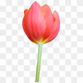 Tulip Clipart, HD Png Download - tulip png