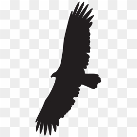 Transparent Bird Wing Png - Vulture Png, Png Download - vulture png