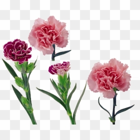 Carnation Vector Flower Huge Freebie Download For Powerpoint - Free Vector Carnation Png, Transparent Png - flower bokeh for birthday png
