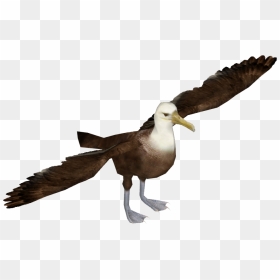 Transparent Dove Png Transparent Background - Albatrosses, Png Download - dove png transparent background