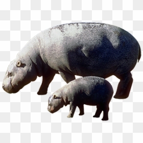 Pygmy Hippopotamus The Hippopotamus - Pygmy Hippo Png, Transparent Png - hippo png