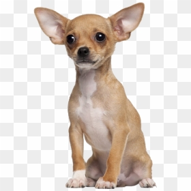 Chopra The Chihuahua - Chihuahua Dog Tan, HD Png Download - chihuahua png