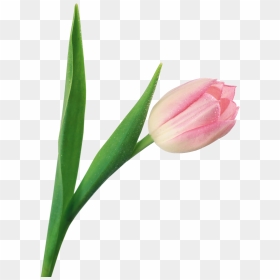Download This High Resolution Tulip Png Image - Тюльпан На Прозрачном Фоне, Transparent Png - tulip png
