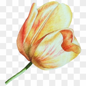 This Graphics Is Hand Drawn A Tulip Png Transparent - Tulip, Png Download - tulip png