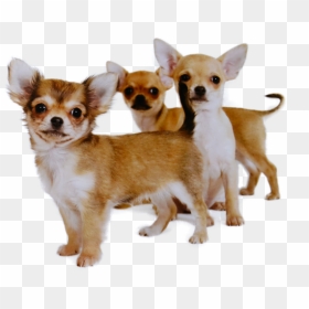 Long Hair Chihuahua Png - Dog, Transparent Png - chihuahua png