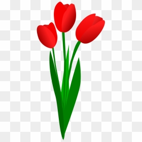 Tulip Clipart, HD Png Download - tulip png