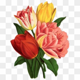 Art Tulips, HD Png Download - tulip png